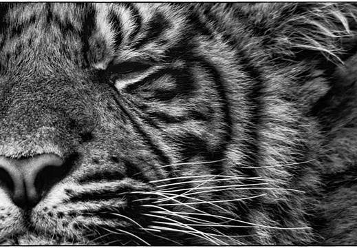 Wild Eyes (3 sur 15)