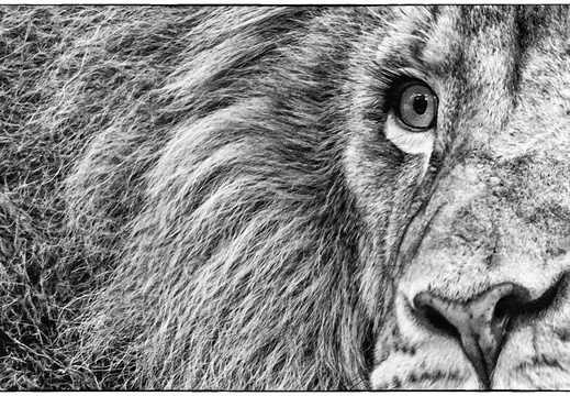Wild Eyes