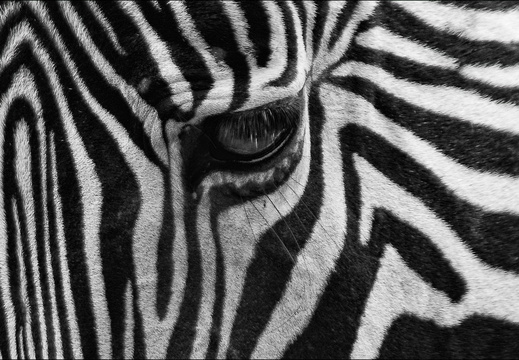 Wild Eyes (7 sur 15)