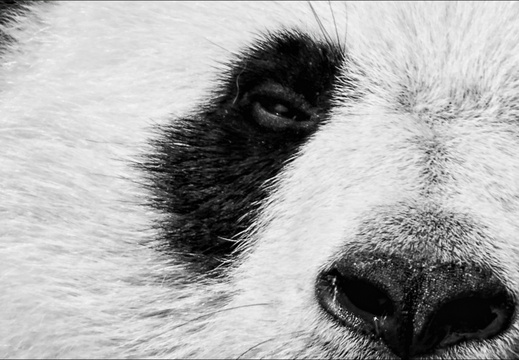 Wild Eyes (10 sur 15)