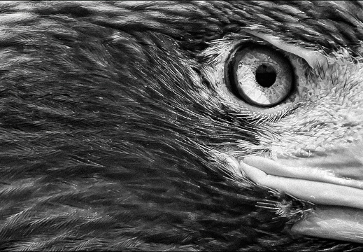 Wild Eyes (11 sur 15)