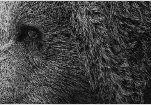Wild Eyes (14 sur 15)